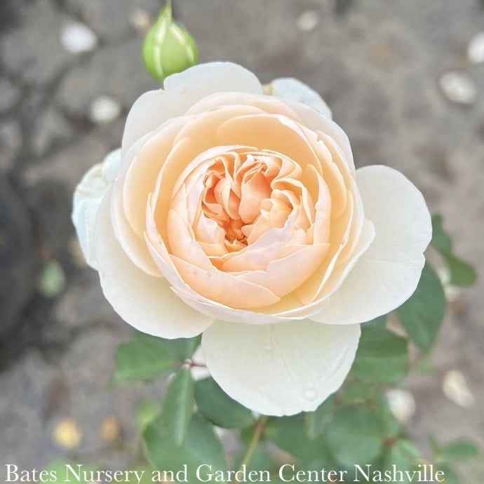 #3 Rosa Lichfield Angel/ Creamy White David Austin Shrub Rose - No Warranty