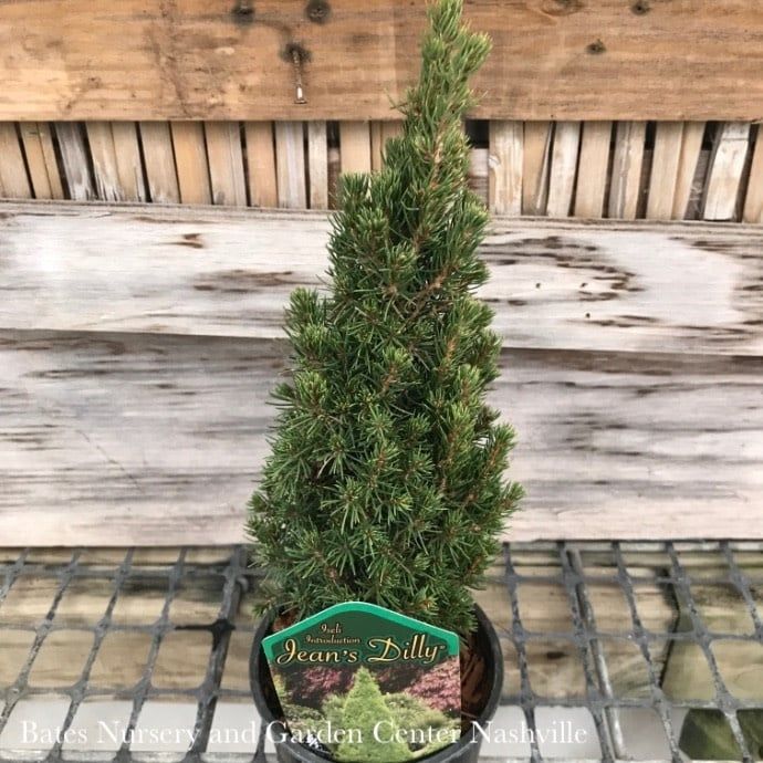 LPP(4p) Picea glauc Jean's Dilly/ Dwarf White Spruce - No Warranty