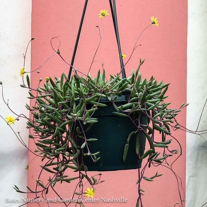 6hb! Hanging Basket Ruby Necklace String Succulent /Tropical