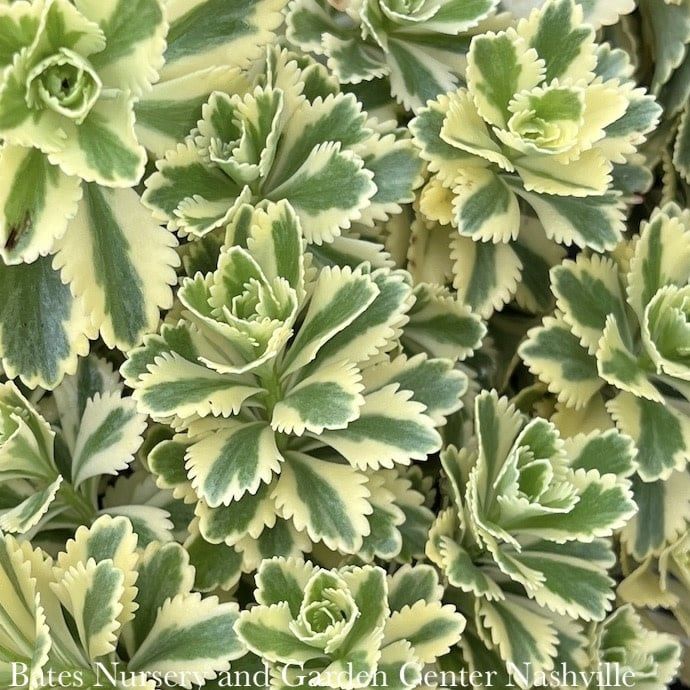 #1 Sedum takesimense Atlantis/ Variegated Stonecrop