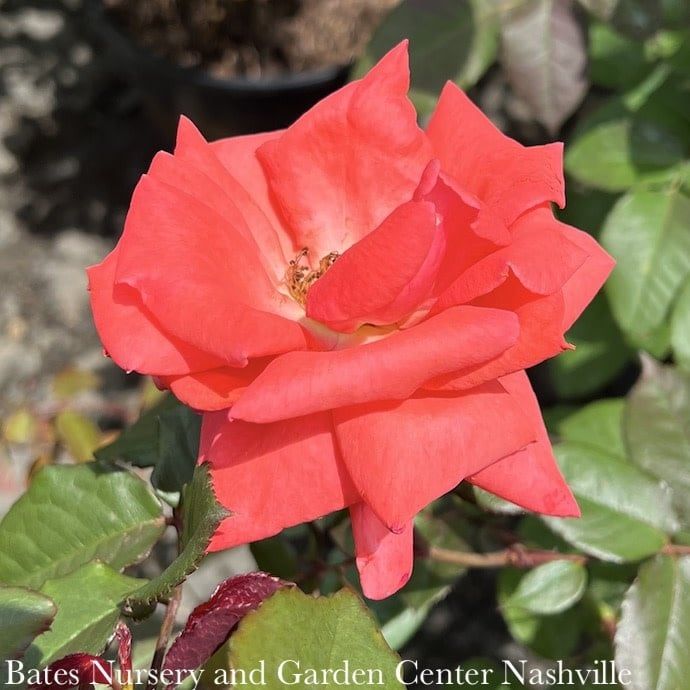 #3 Rosa America/ Deep Salmon Pink Climbing Rose  - No Warranty