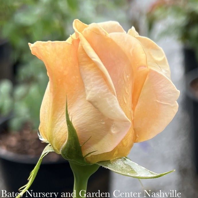 #3 Rosa Marilyn Monroe/ Creamy Apricot Hybrid Tea Rose - No Warranty