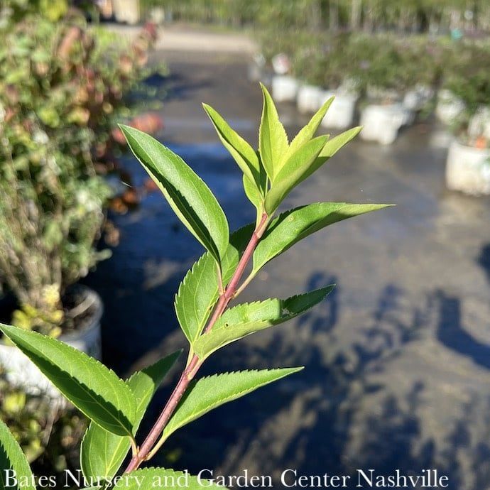#3 Forsythia x intermedia Lynwood Gold