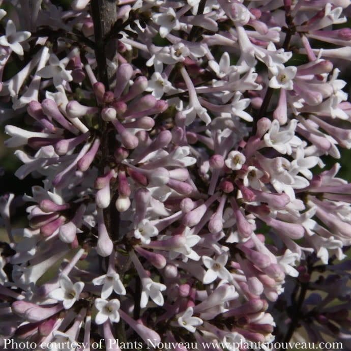 #2 Syringa pat Violet Uprising/ Manchurian Lilac