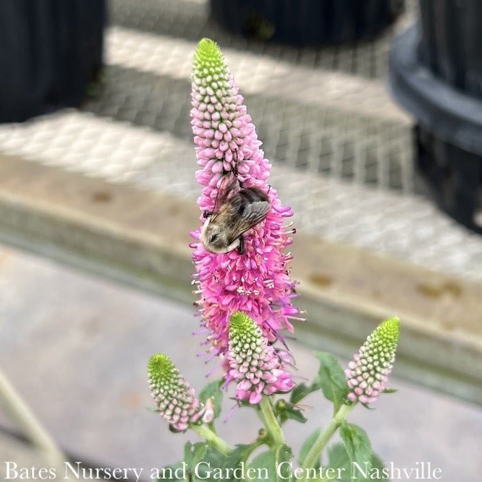 #1 Veronica x First Love/ Pink Speedwell