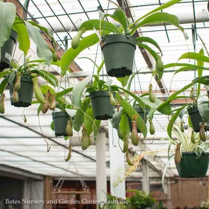 4hb!/4.5hb! Carnivorous Nepenthes alata / Pitcher Plant /Tropical
