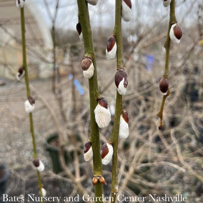 #7 Salix cap Pendula/ Weeping Pussy Willow