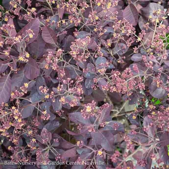 Topiary Patio Tree #5 Cotinus coggygria Royal Purple/ Smoketree