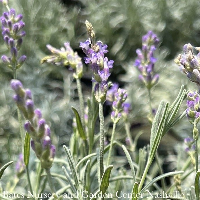 QP Lavandula ang Hidcote/ English Lavender - No Warranty