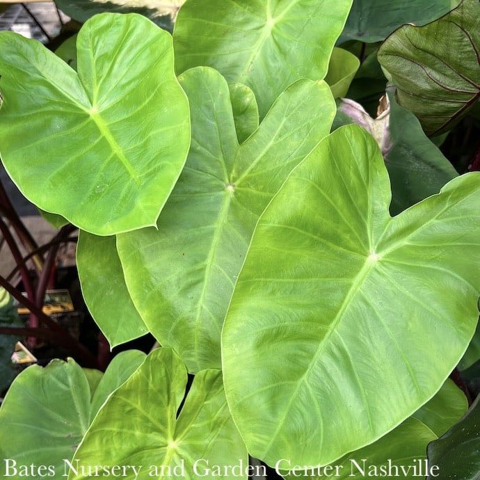 Tropical #2 Colocasia Royal Hawaiian &#39;Maui Gold&#39;/ Elephant Ear