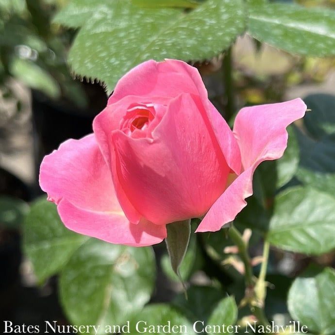 #3 Rosa All Dressed Up/ Pink Grandiflora Rose - No Warranty