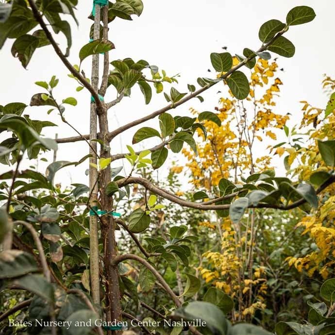 #15 SINGLE Chionanthus retusus/ Chinese Fringetree