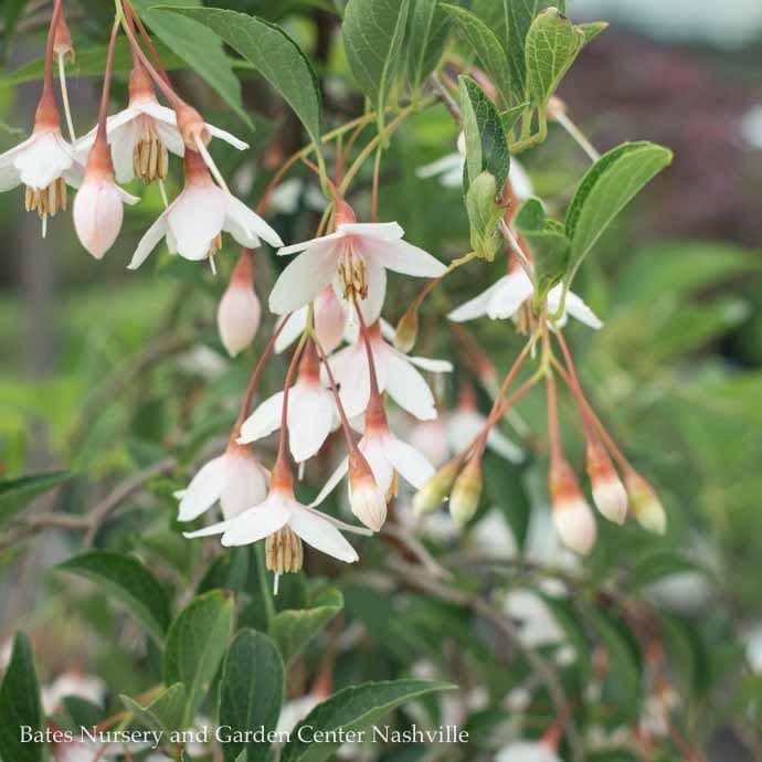 #10 Styrax japonicus Marley&#39;s Pink/ Dwarf Weeping Japanese Snowbell