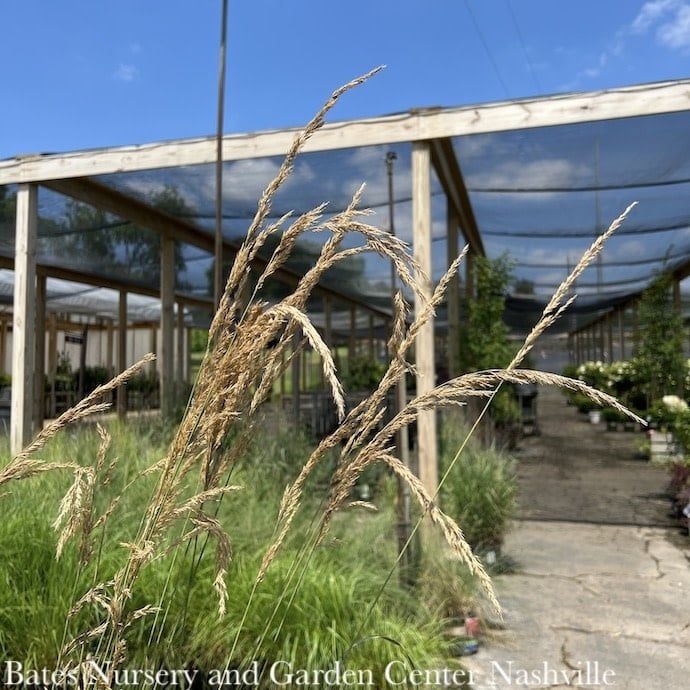 #1 Grass Calamagrostis x acutiflora Karl Foerster/ Feather Reed