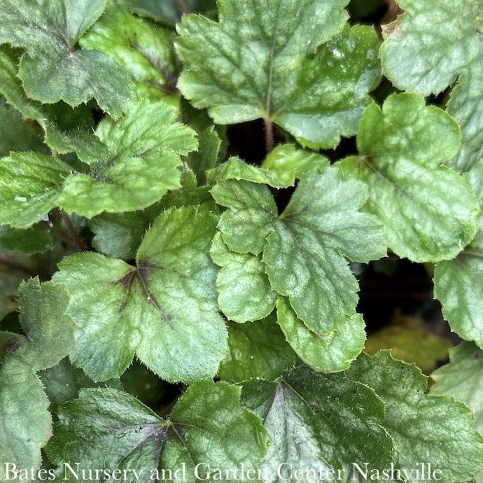 #1 Heucherella Pink Revolution/ Foamy Bells
