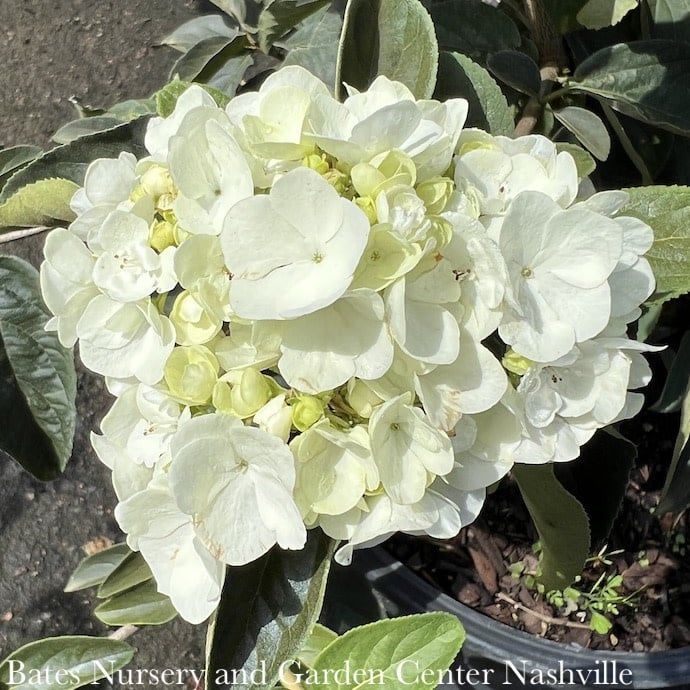 #3 Viburnum macrocephalum/ Chinese Snowball