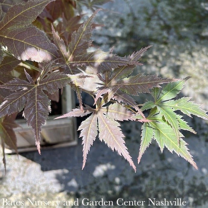 #15 Acer pal Iijima sunago/ Upright Red-Orange Japanese Maple