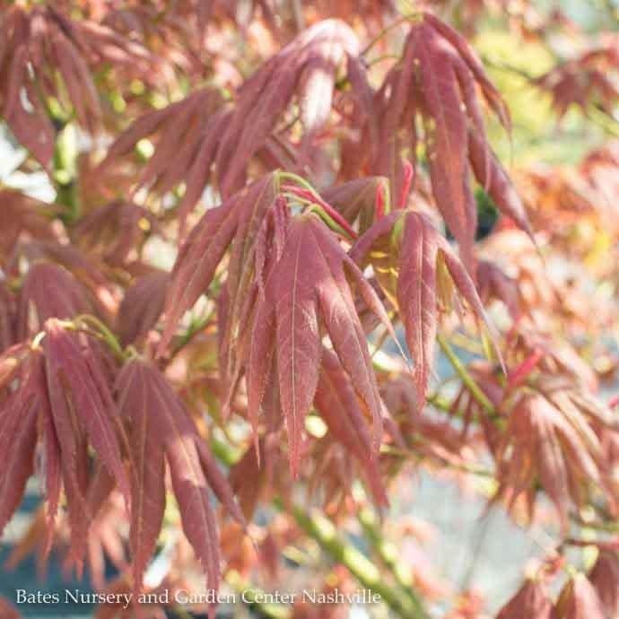 #15 Acer pal Iijima sunago/ Upright Red-Orange Japanese Maple