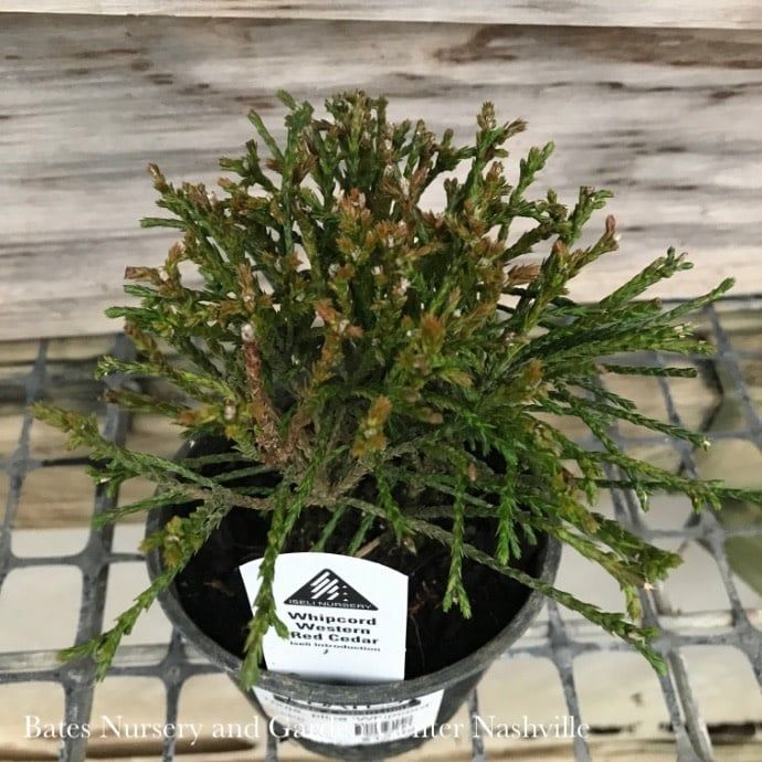 LPP(4p) Thuja plicata Whipcord/ Threadleaf Arborvitae - No Warranty