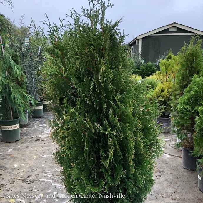 #5 Thuja occ Holmstrup/ Columnar Arborvitae