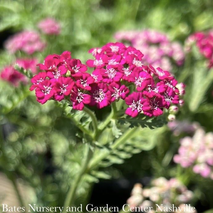 #1 Achillea mill PW New Vintage Violet/ Yarrow Native (TN)