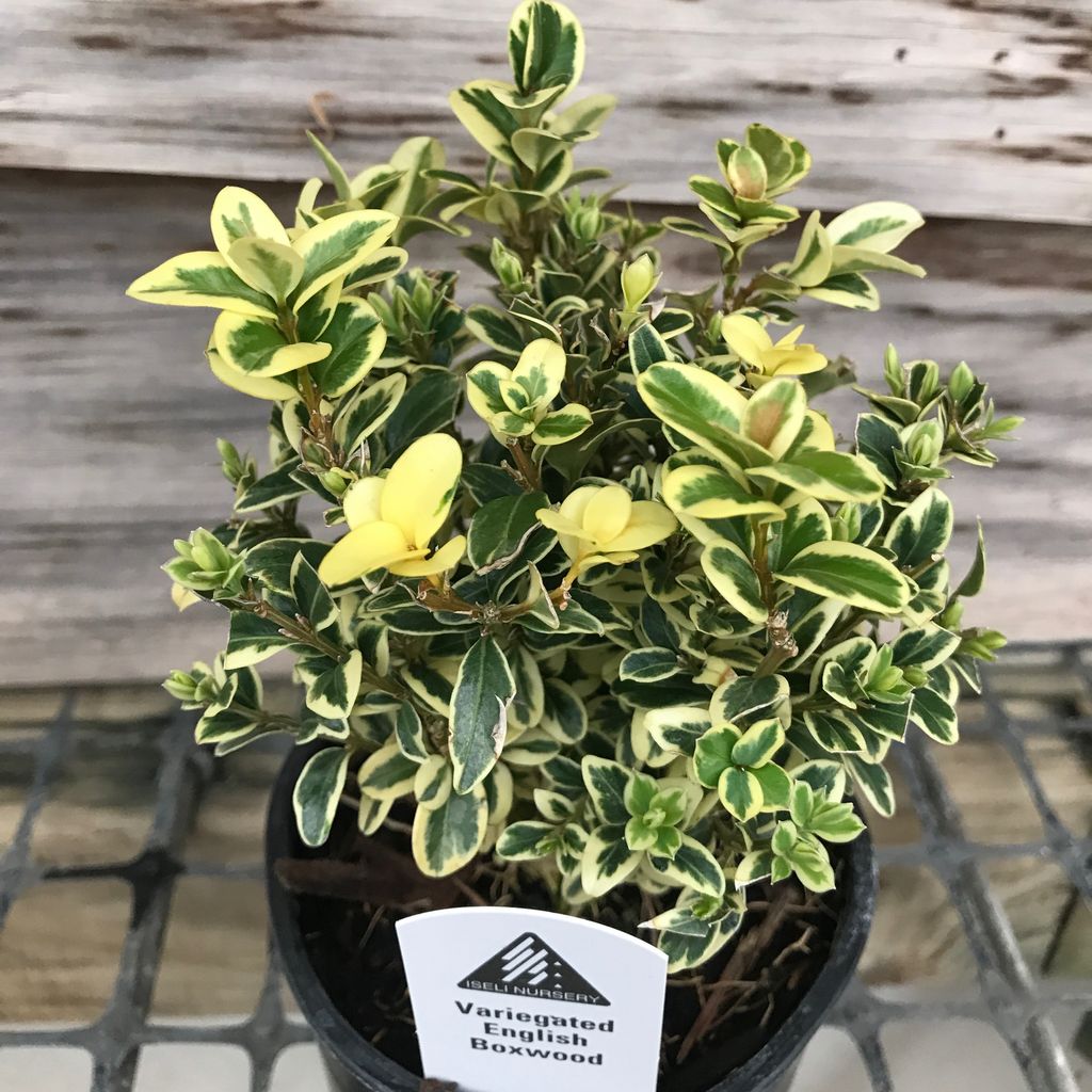 LPP(4p) Buxus semp Variegata/ Variegated Boxwood
