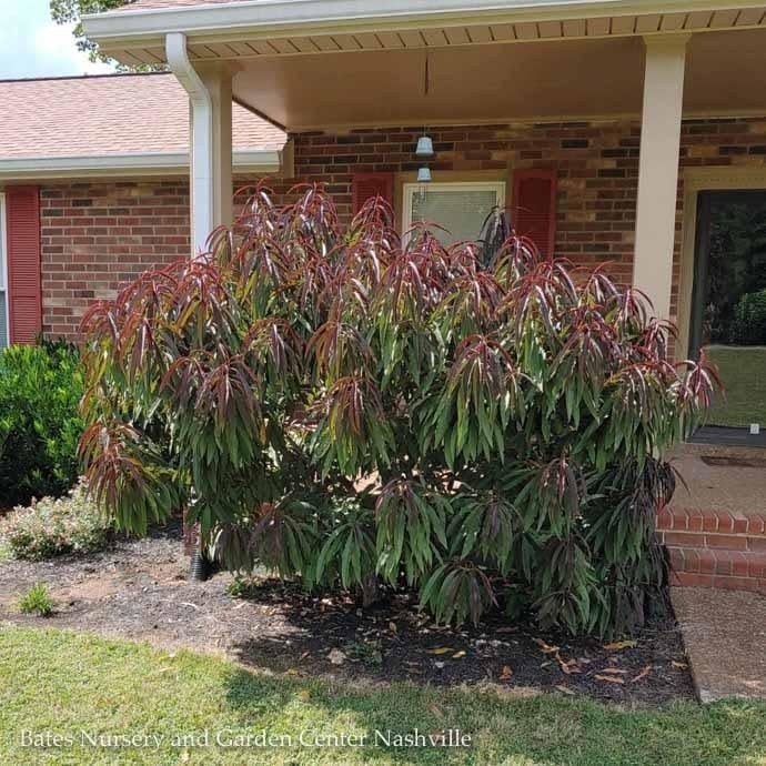 Edible Topiary Patio Tree #10 Prunus persica Bonfire/ Dwarf Peach