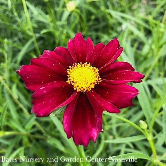 #1 Coreopsis x Big Bang &#39;Mercury Rising&#39;/ Red Tickseed