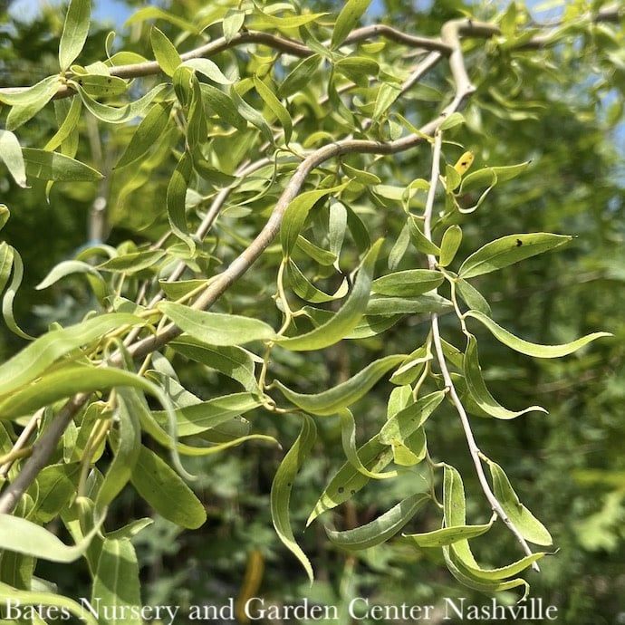 #5 Salix matsudana Tortuosa/ Dragon Red, Corkscrew Willow