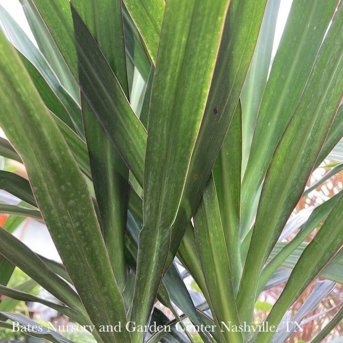 14p! Dracaena Tarzan Tree STD /Tropical
