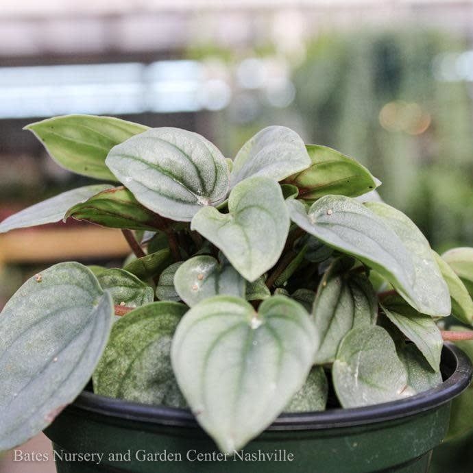4p! Peperomia Frost /Tropical