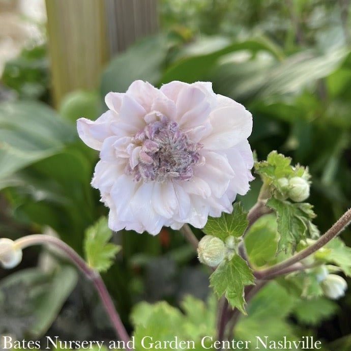 #1 Anemone Dreaming Swan/ Semi-Double White