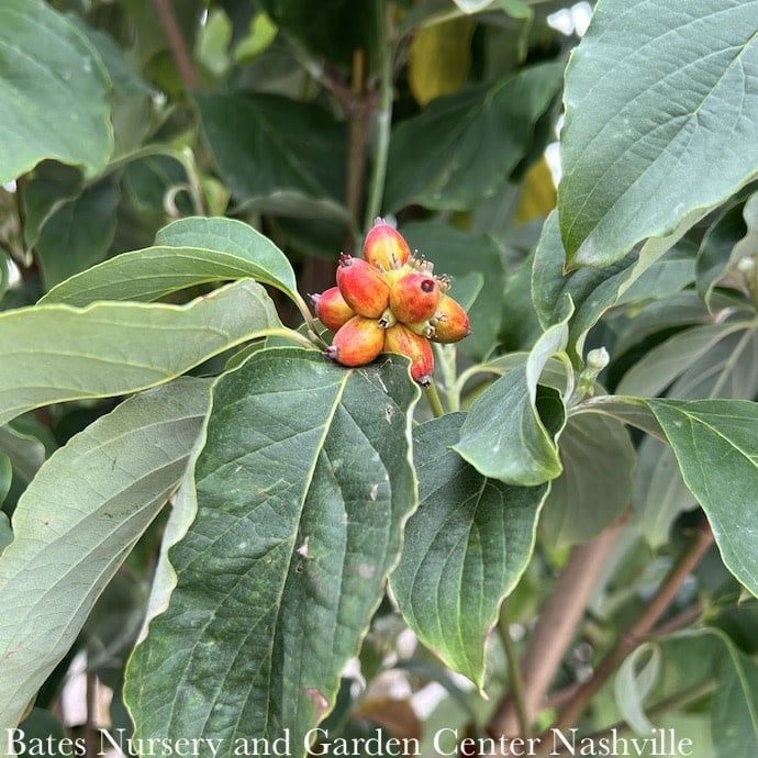 #15 Cornus florida Appalachian Spring/ White Flowering Dogwood Native (TN)