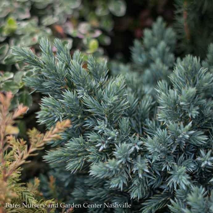 #1 Juniperus squam Blue Star/ Mounding Juniper