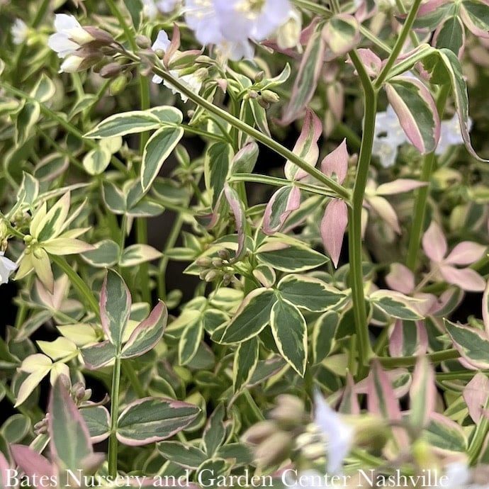 #1 Polemonium rep Stairway To Heaven/ Variegated Jacob&#39;s Ladder Native (TN)