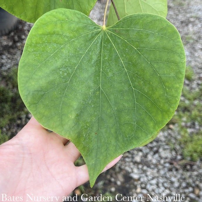 #5 Cercis can Hearts of Gold/ Chartreuse Foliage Redbud Native (TN)