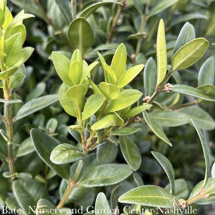 30-36&quot;  Buxus Dee Runk/ Upright Boxwood