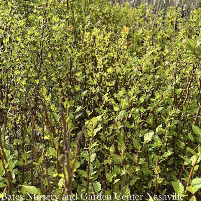 #5 Betula nigra Little King/ Dwarf Fox Valley River Birch Native (TN)
