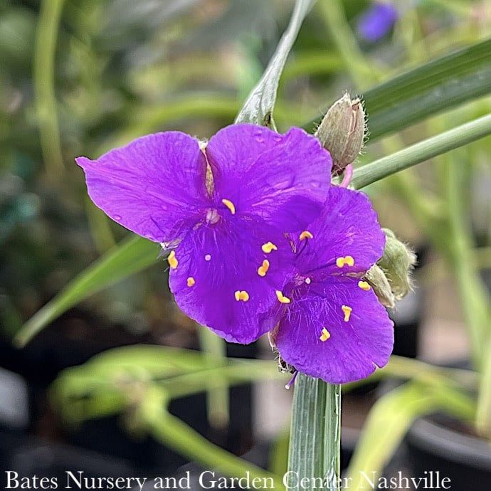 #1 Tradescantia x Concord Grape/ Spiderwort