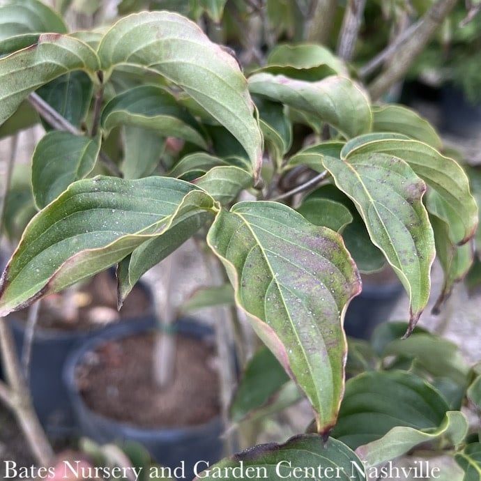 #15 Cornus x Rosy Teacups/ Flowering Pink Dogwood