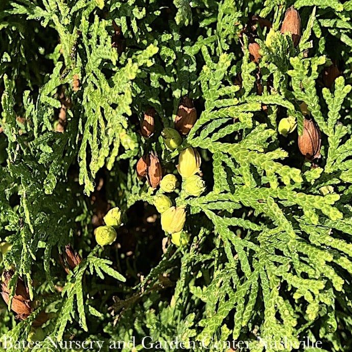 #10 Thuja occ Holmstrup/ Columnar Arborvitae