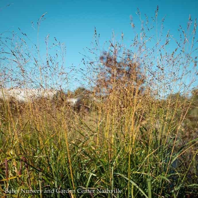 #1 Grass Panicum virg Shenandoah/ Switch Native (TN)