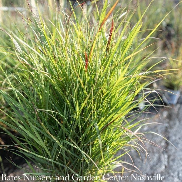 #1 Grass Panicum virg Shenandoah/ Switch Native (TN)