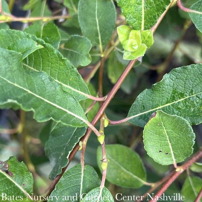 #7 Salix cap Pendula/ Weeping Pussy Willow