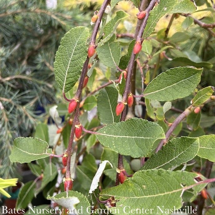 #5 Salix cap Kilmarnock/ Weeping Pussy Willow
