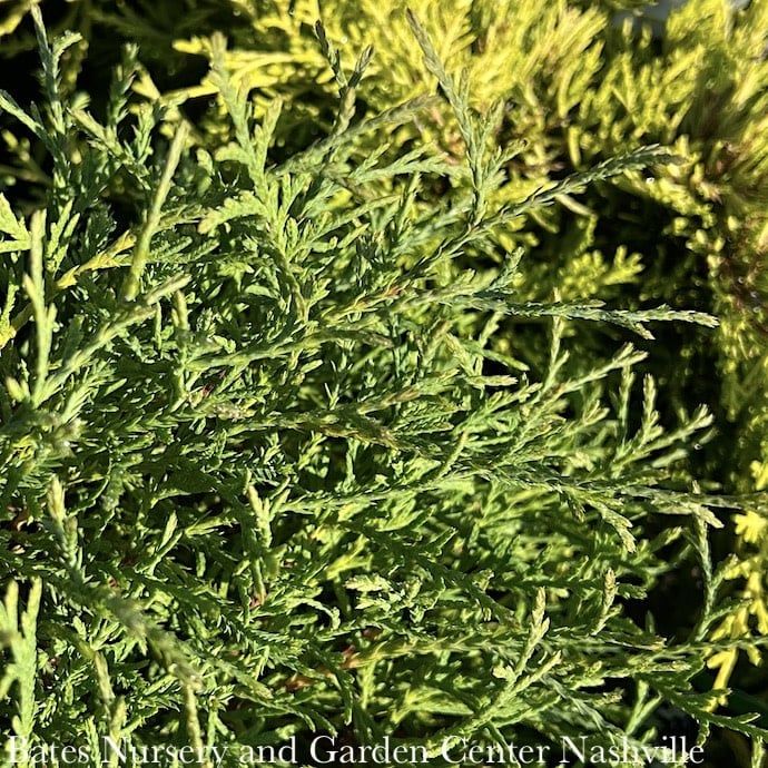 #1 Thuja occ Mr. Bowling Ball/ Globe Arborvitae