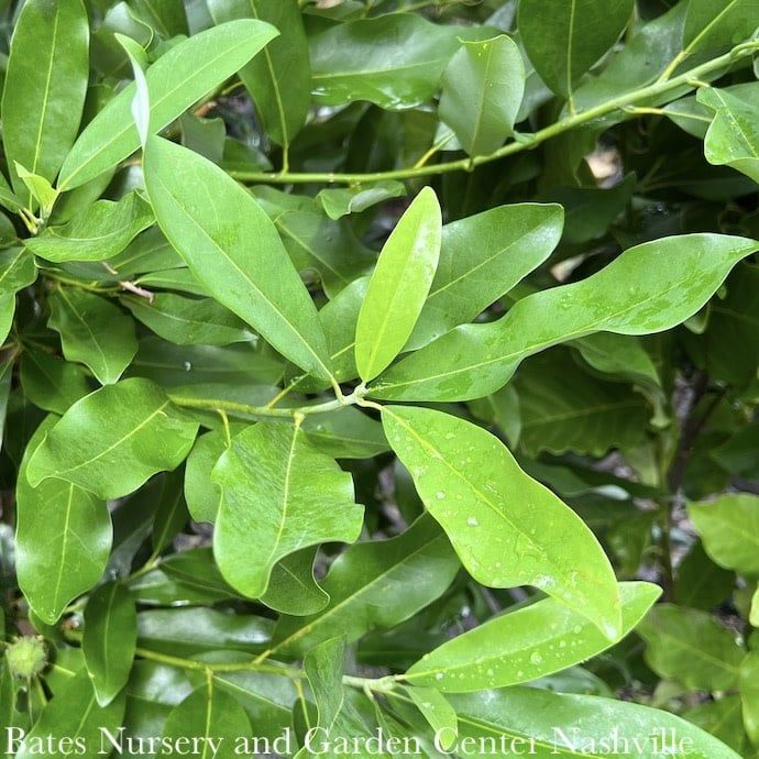 #15 SINGLE Magnolia virg Moonglow/ Semi-Evergreen Sweetbay Native (TN)