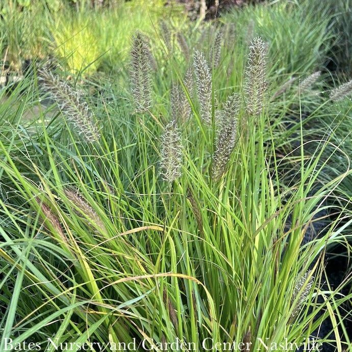 #1 Grass Pennisetum alop Ginger Love/ Fountain