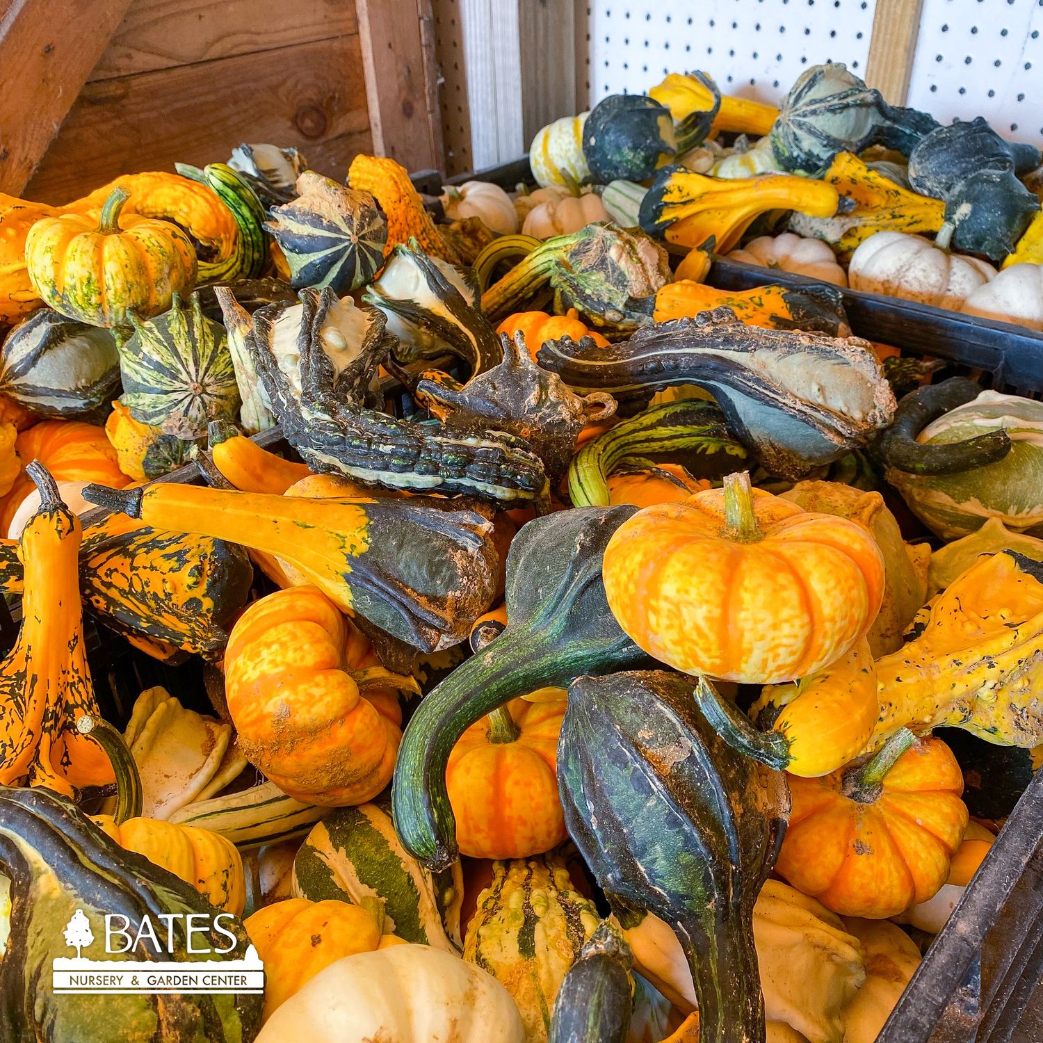 Halloween Pumpkin/Gourd Mini 1.99