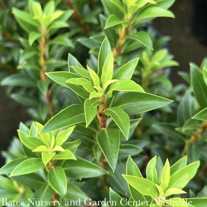 #3 Kalmia latifolia Elf/ Mountain Laurel Native (TN) - No Warranty